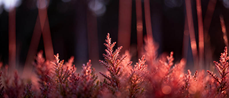 暮色中的粉红草丛图片