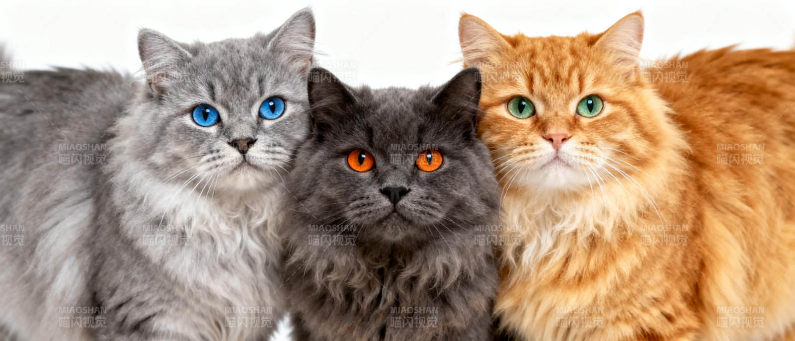 三只猫咪并排坐图片