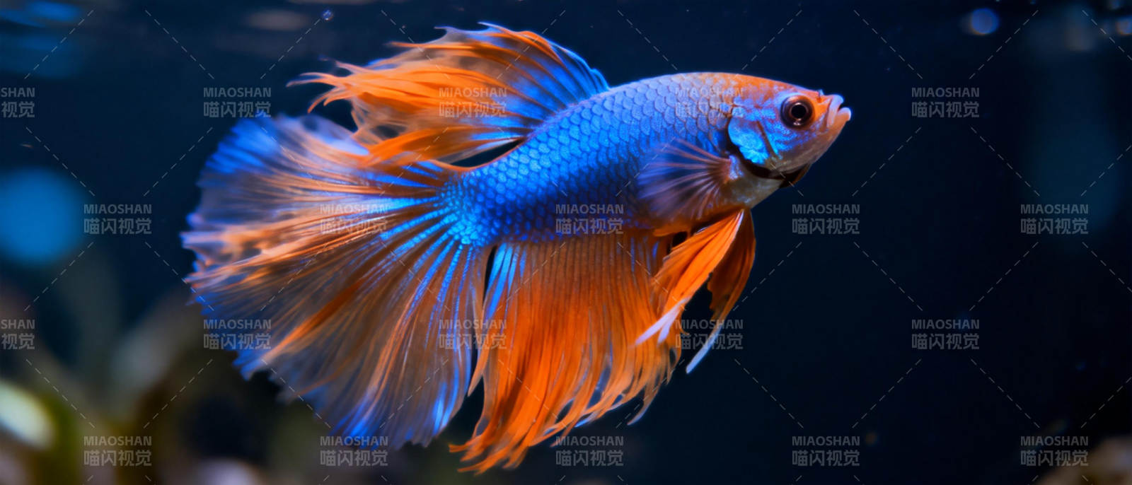 孔雀鱼游动图片