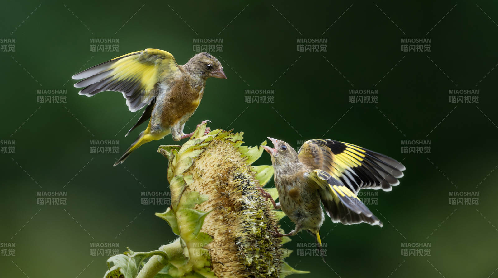 金翅雀争食向日葵图片