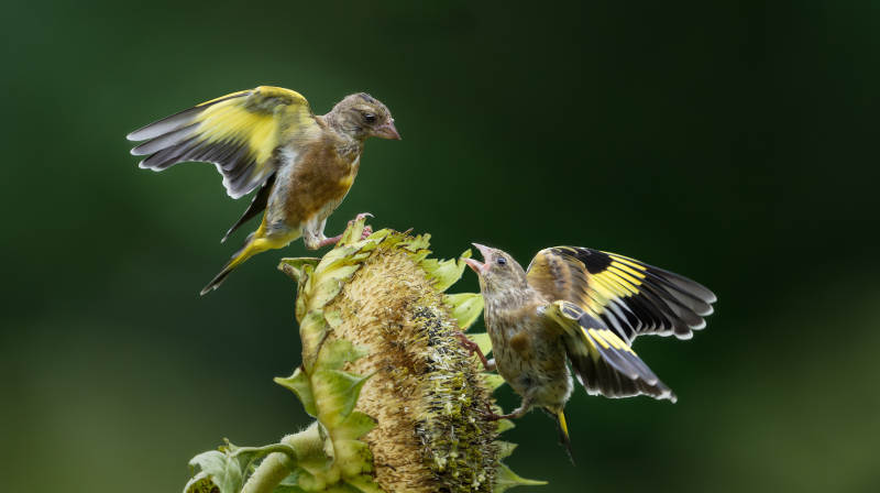 金翅雀争食向日葵图片