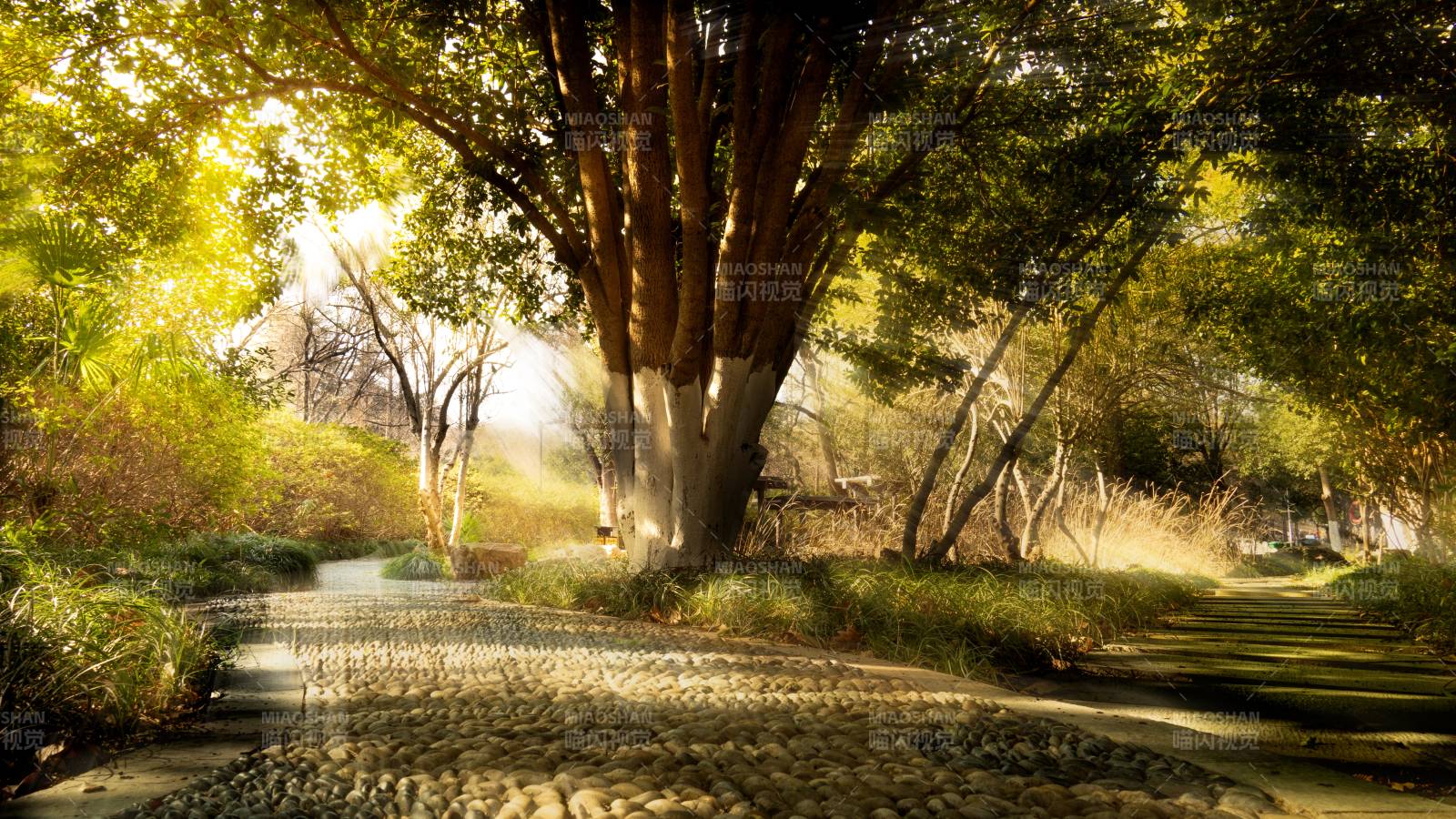 林间小径晨光图片