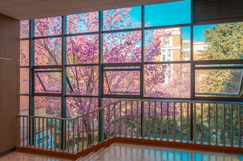 樱花映窗景图片