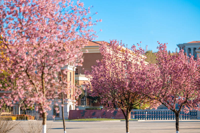 樱花盛开校园春景图片