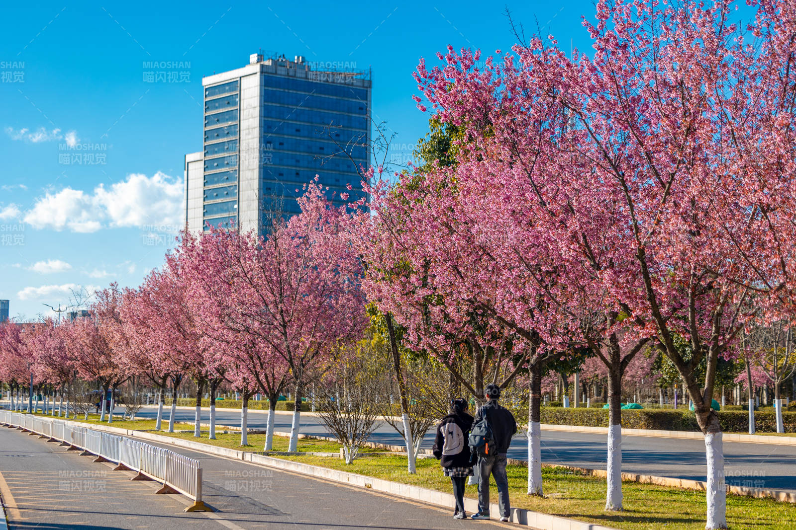 樱花大道春意浓图片