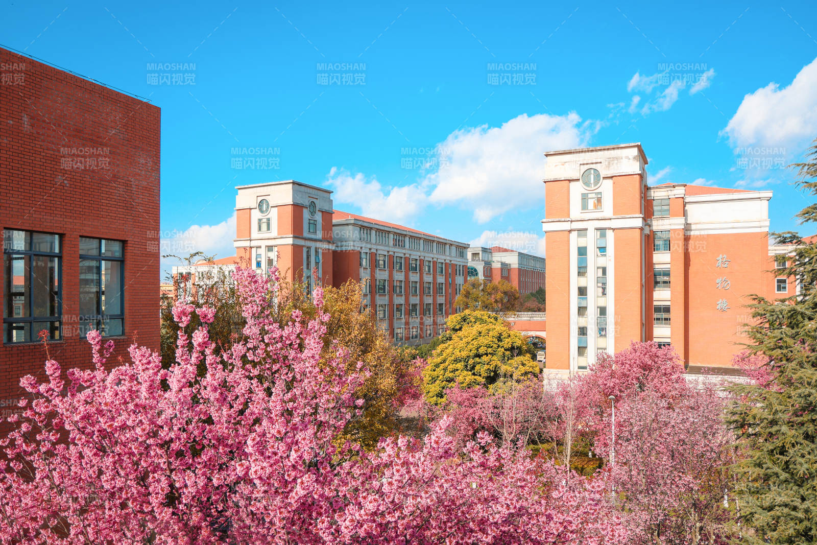 春日校园樱花绽放图片