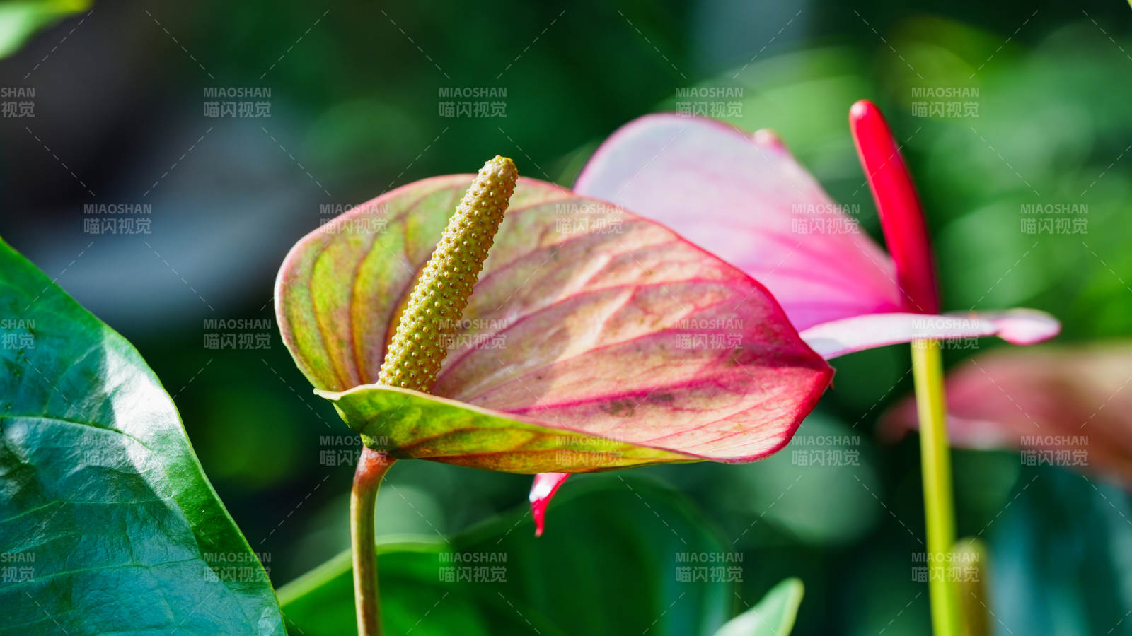 国家植物园温室粉红花烛绽放图片