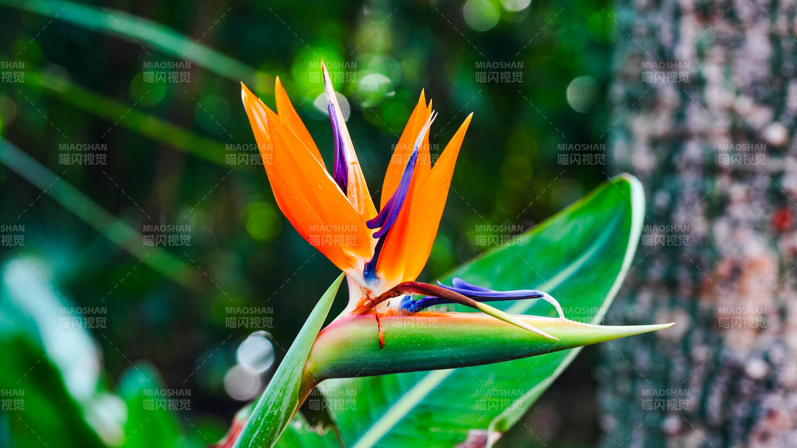 国家植物园温室天堂鸟花绽放图片