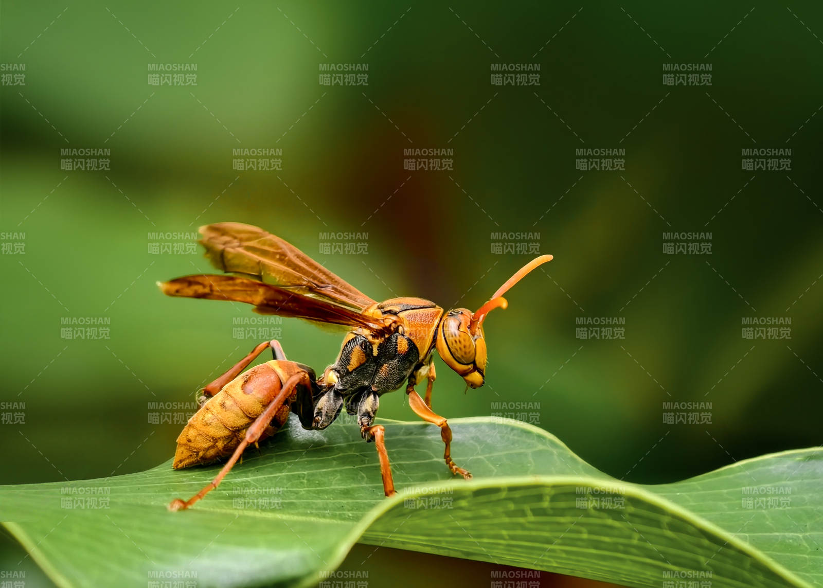 黄蜂栖息绿叶上图片