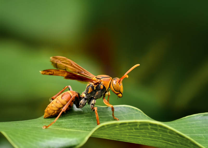 黄蜂栖息绿叶上图片