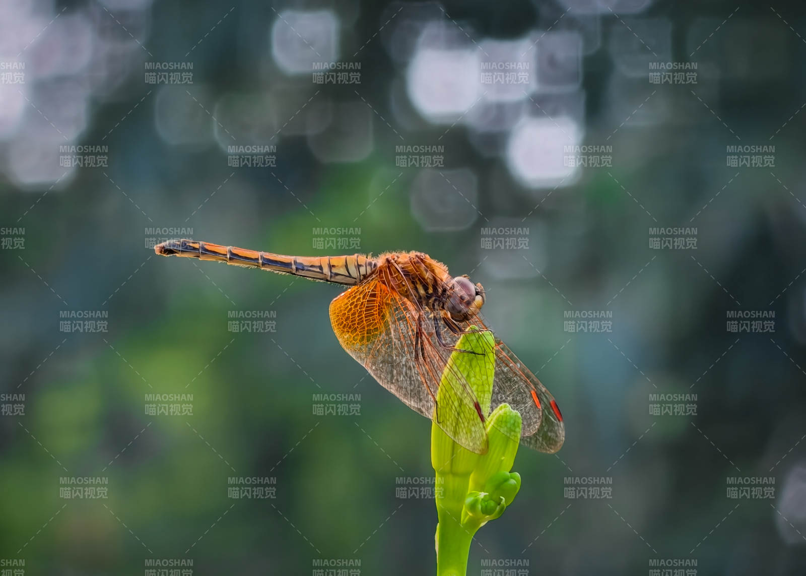 蜻蜓栖息绿叶上图片