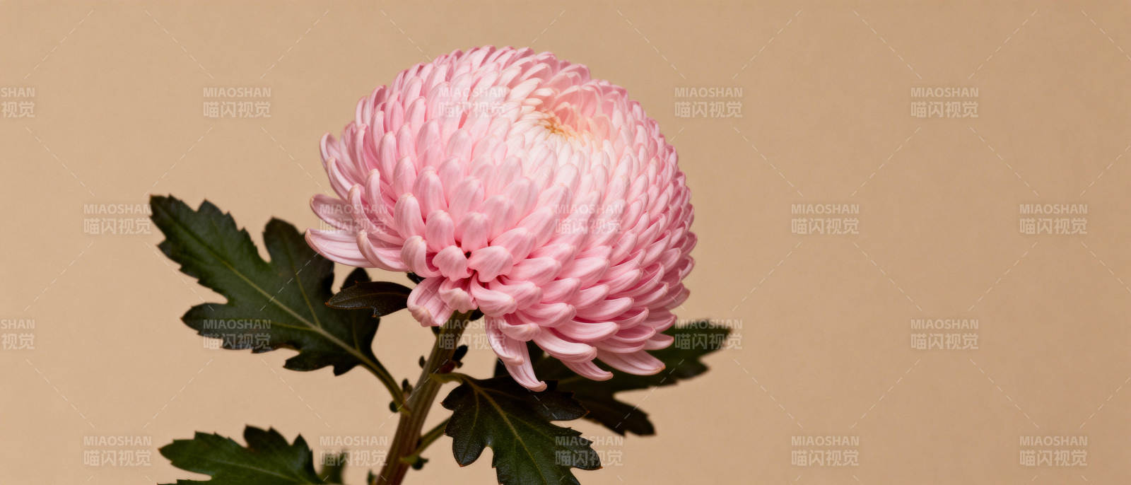粉菊绽放图片