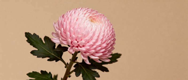粉菊绽放图片