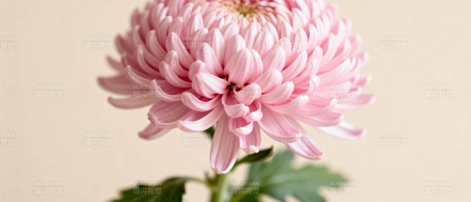 粉菊绽放图片