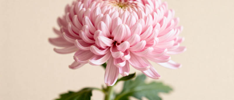 粉菊绽放图片