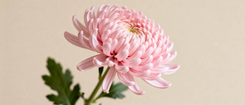粉菊绽放图片