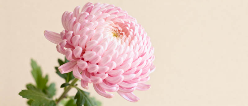 粉菊绽放图片