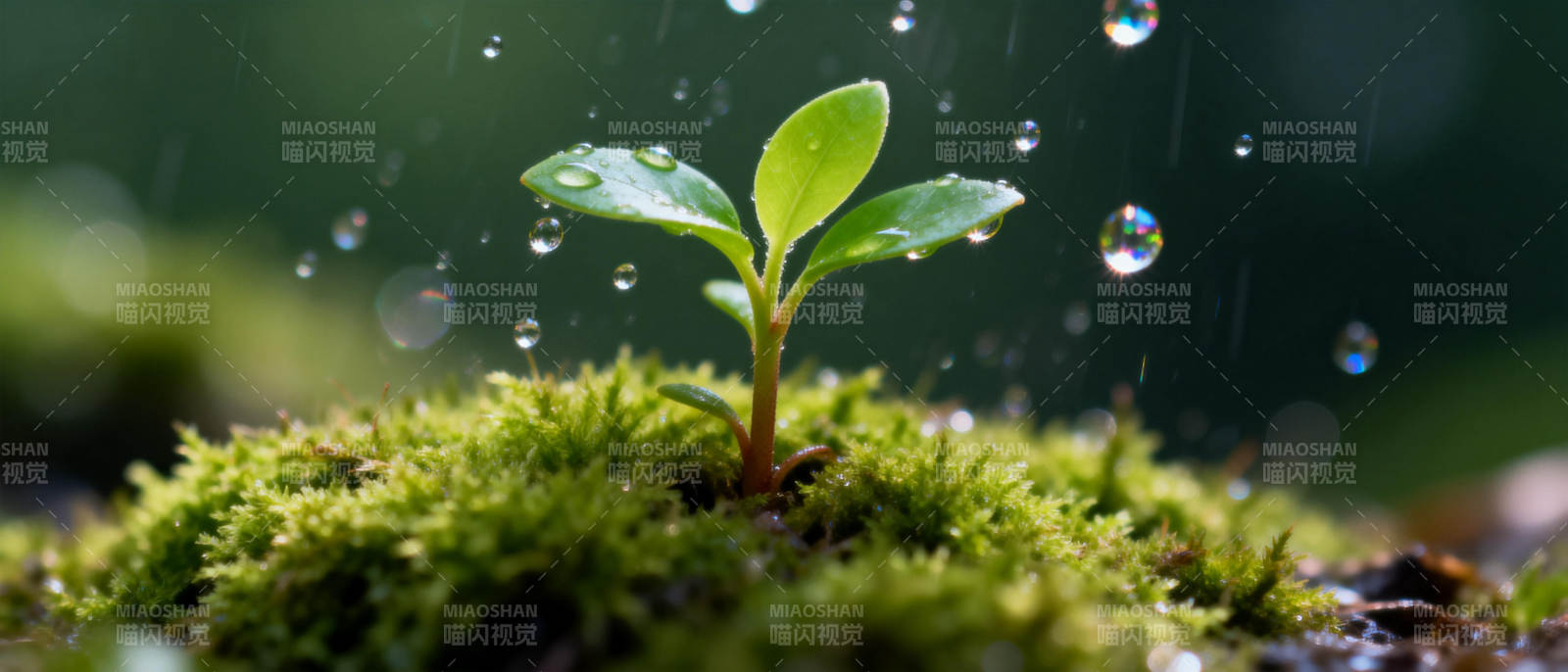 雨露滋润新芽图片