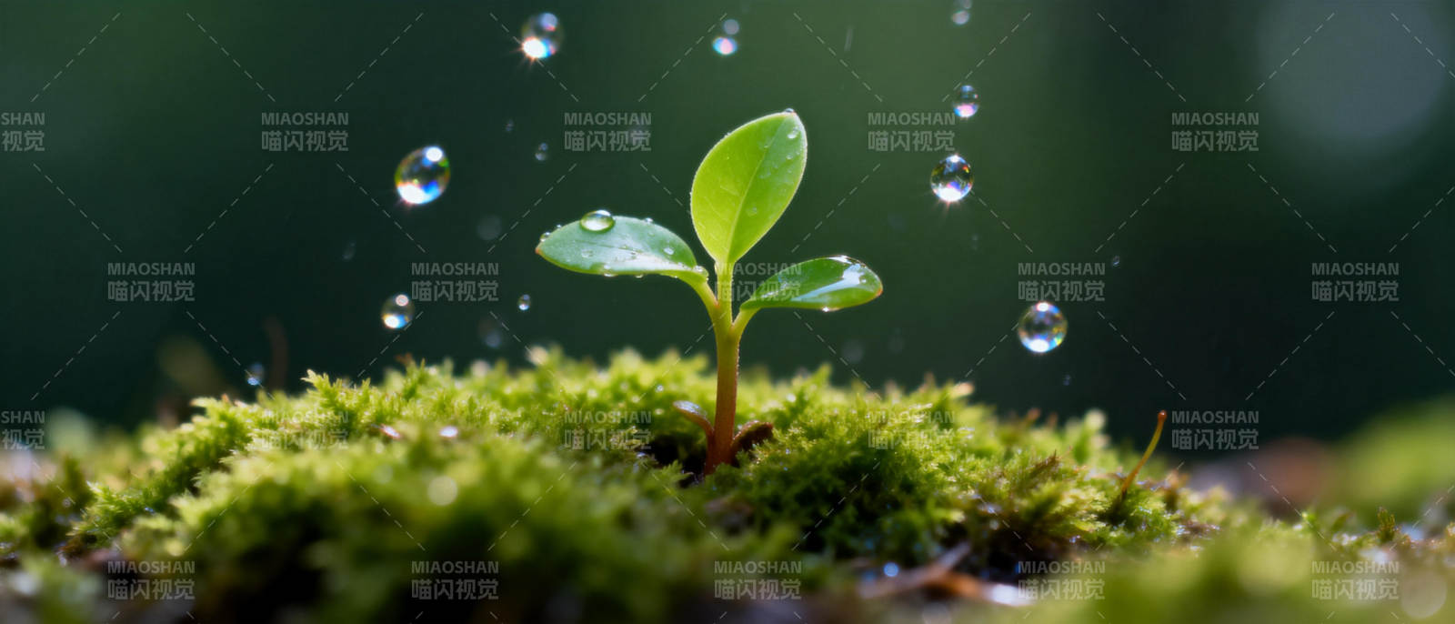 嫩芽破土 露珠闪烁图片