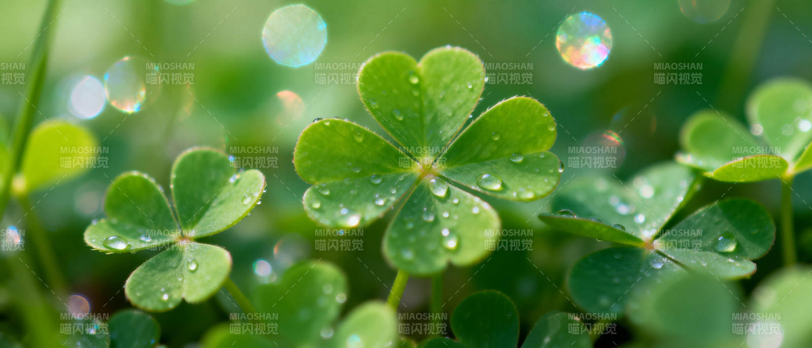 露珠点缀四叶草图片