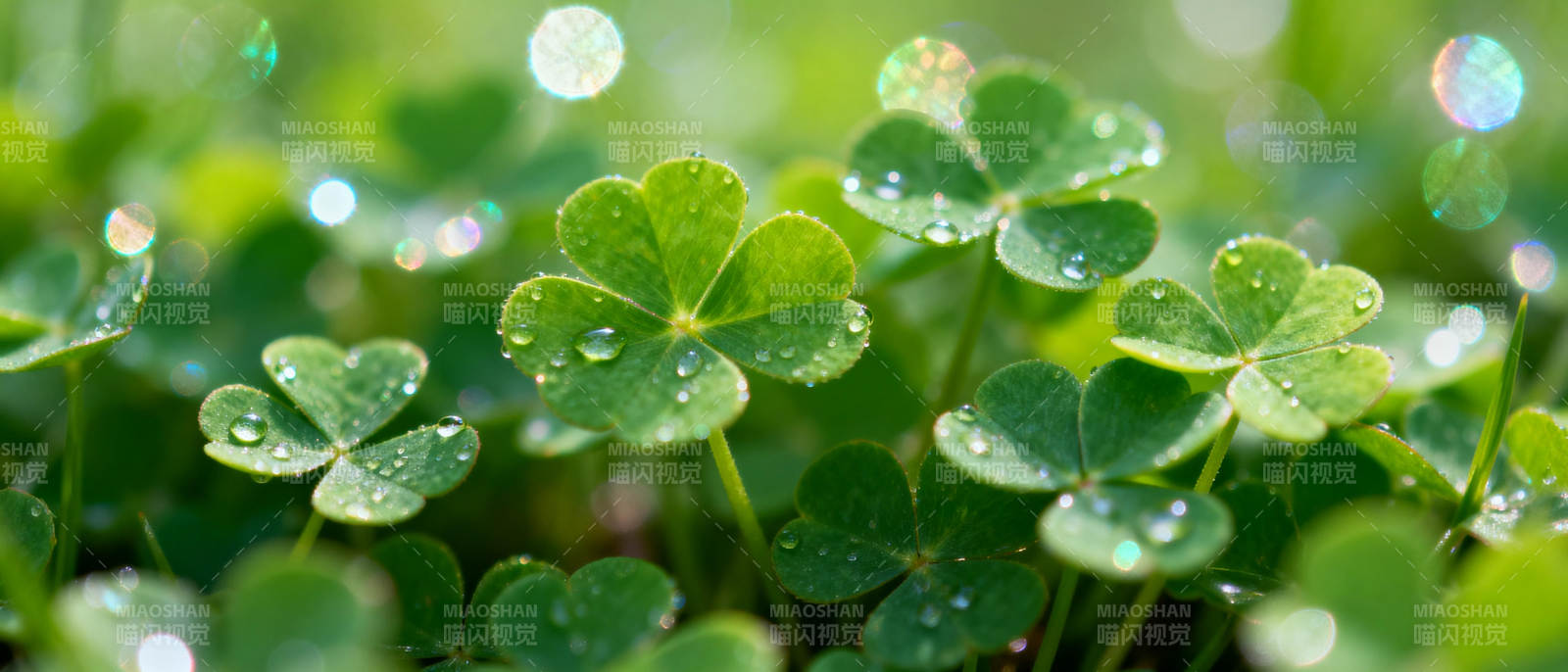 露珠点缀四叶草图片