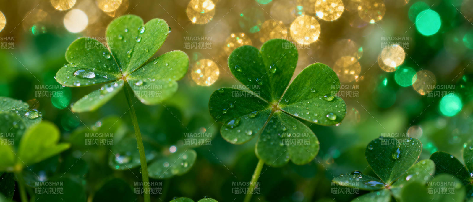 四叶草与露珠图片