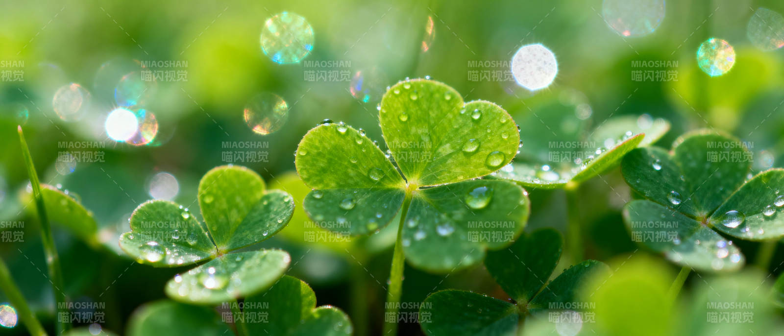 露珠点缀的四叶草图片