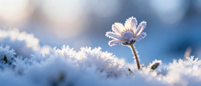 雪中绽放的花朵图片