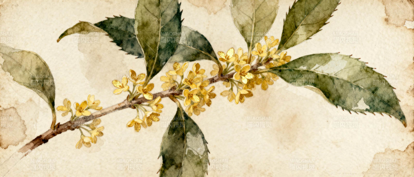 桂花枝头绽放图片