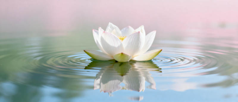 莲花静水映影图片