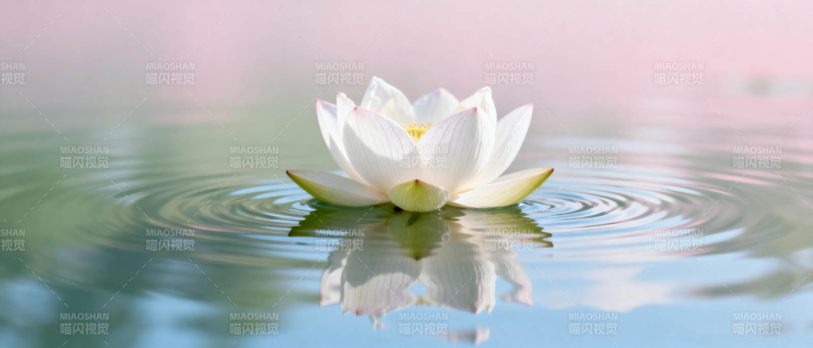 莲花静水映影图片