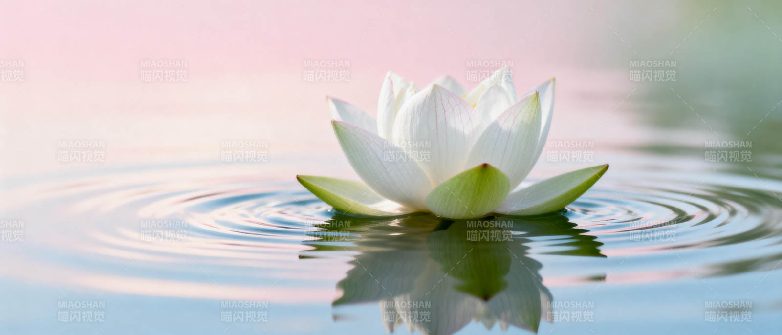 莲花静水映图片