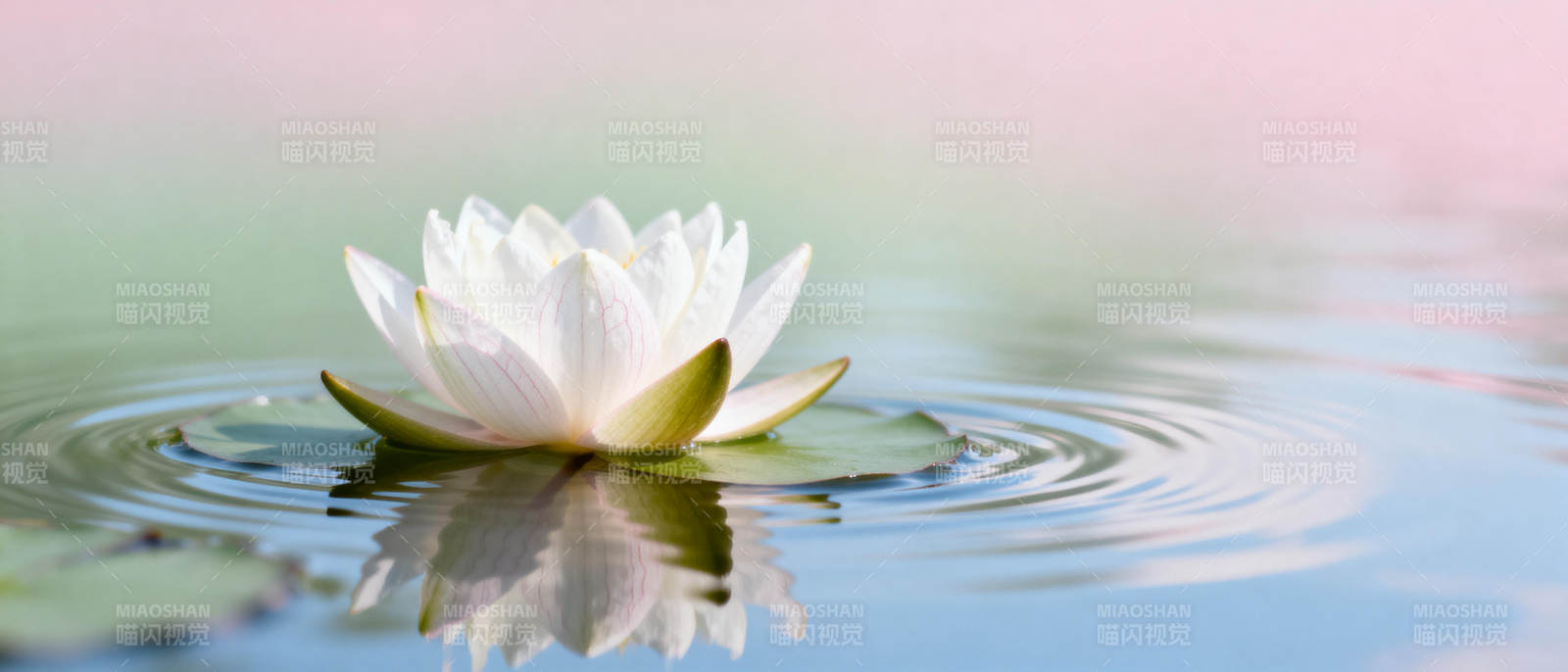 水中白莲静谧绽放图片