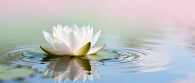 水中白莲静谧绽放图片