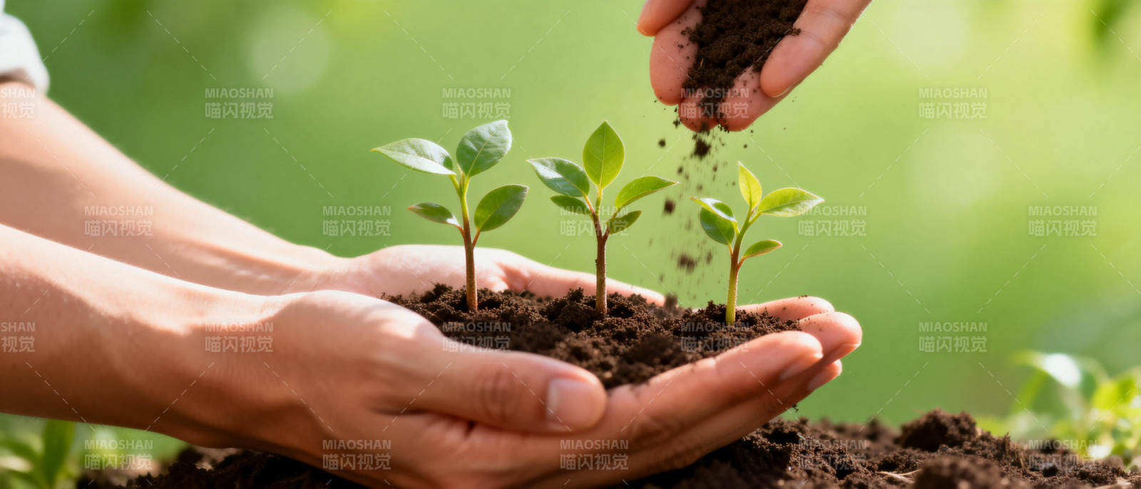 呵护幼苗成长图片