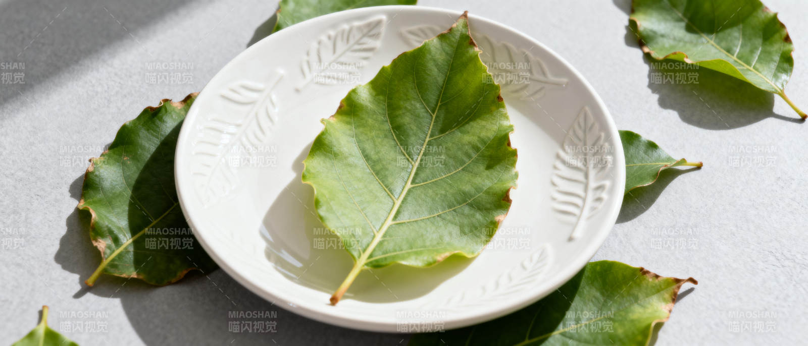绿叶静置白盘中图片
