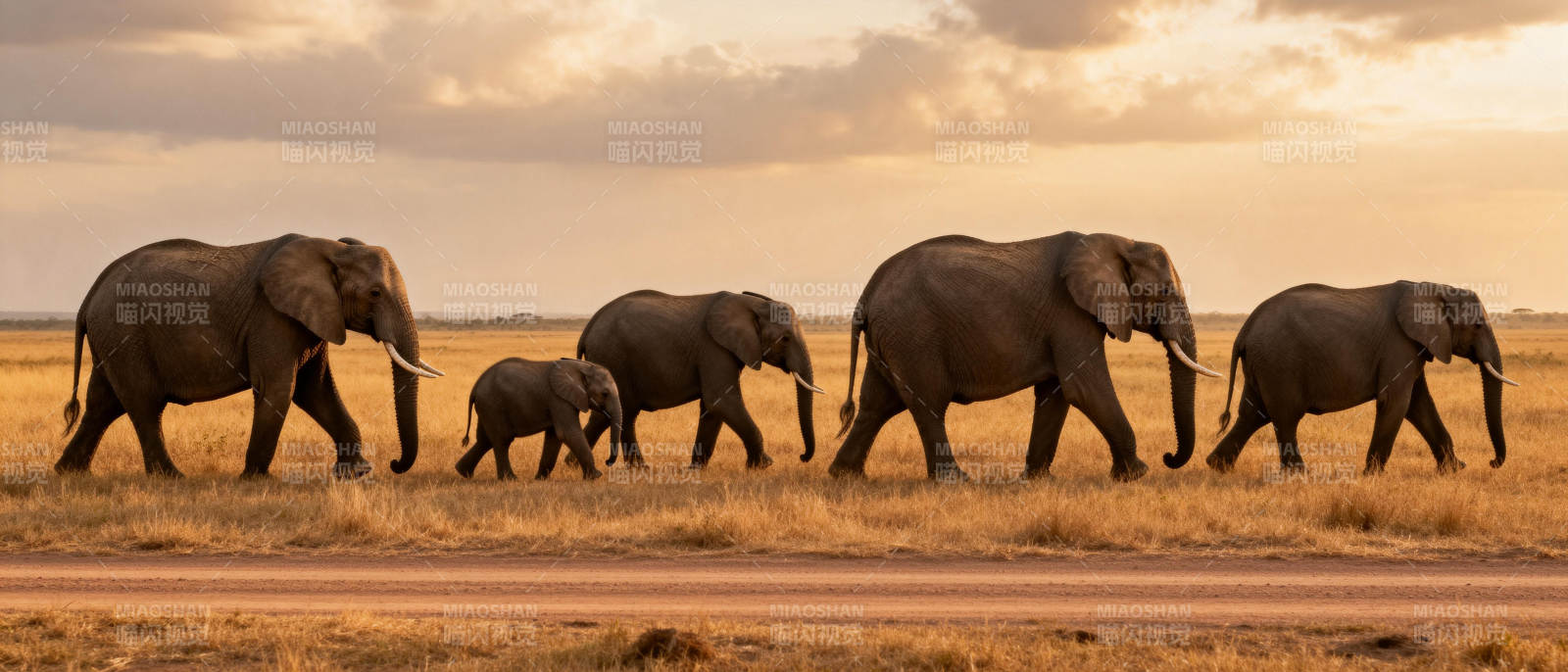 象群行走在草原上图片