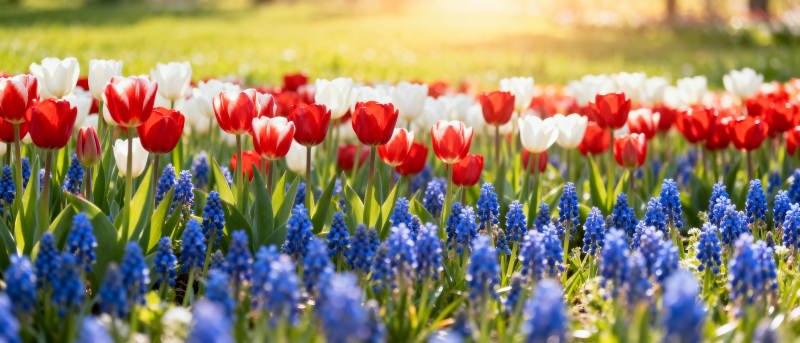 春日花海绽放图片