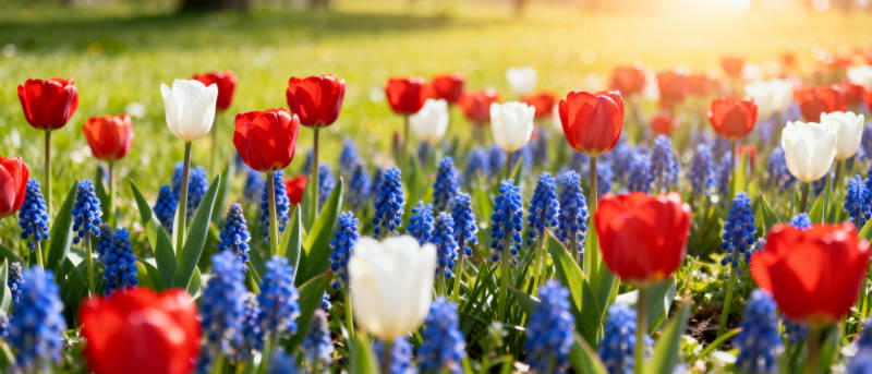 春日花海绽放图片