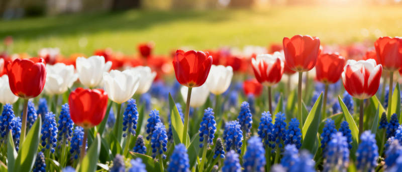 春日花海绽放图片