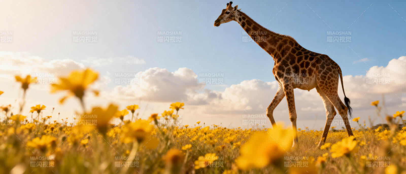 长颈鹿穿行花海图片