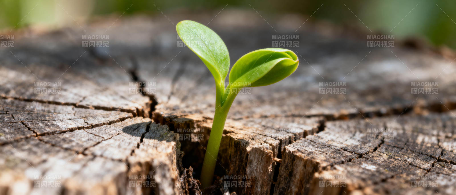 新芽破土而出图片