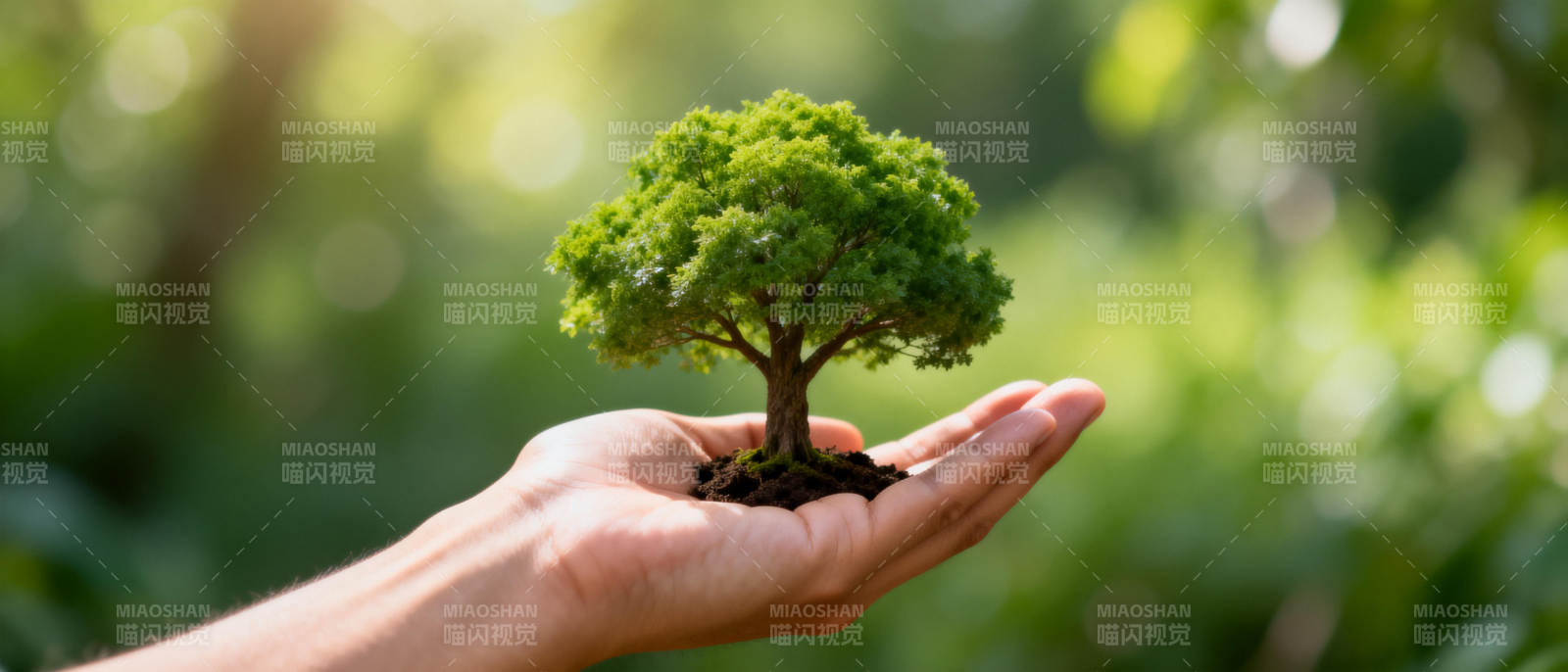 掌中绿树 生命之始图片