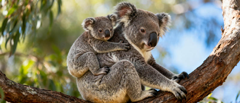 母子考拉树上依偎图片