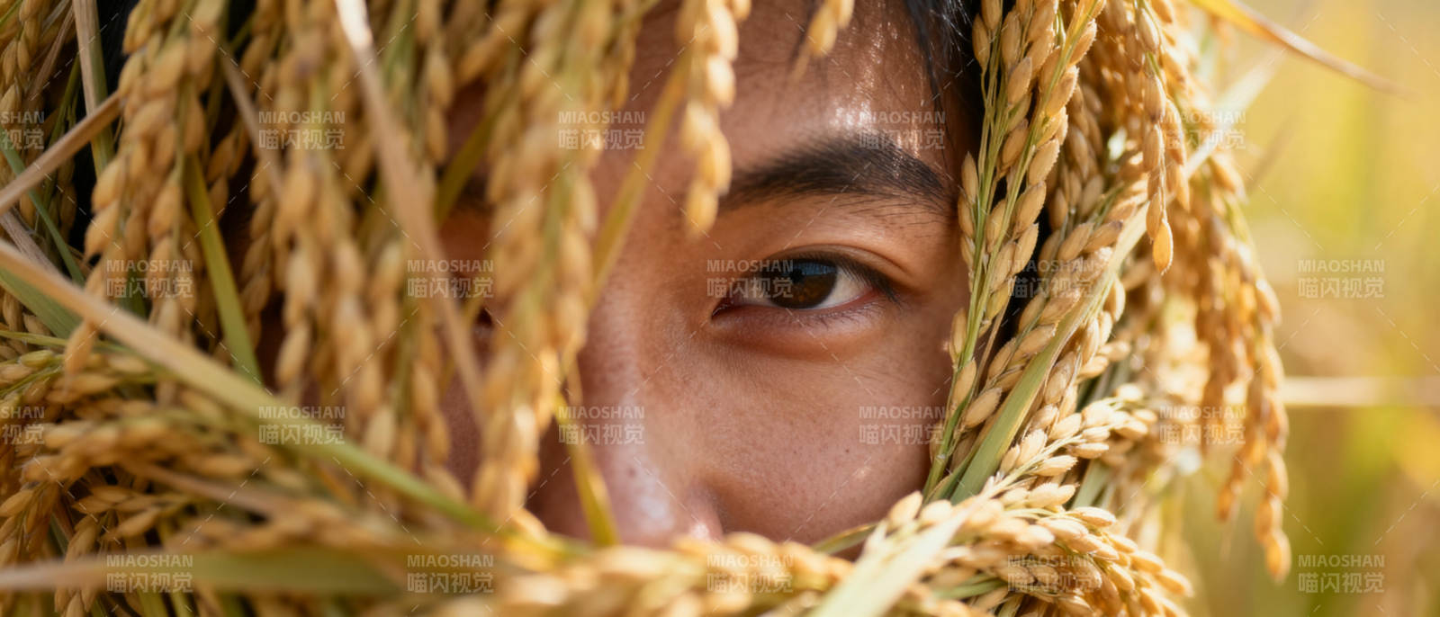 稻香里的凝视图片