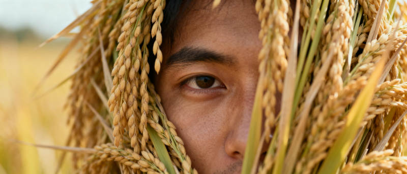 稻田中的守望者图片
