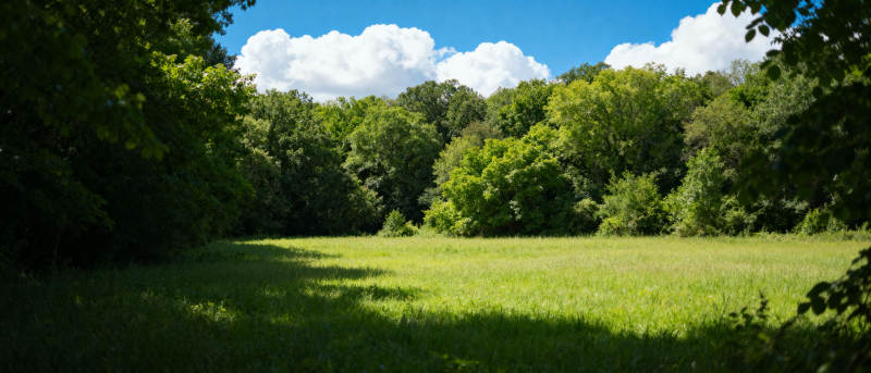 绿野蓝天 树影婆娑图片