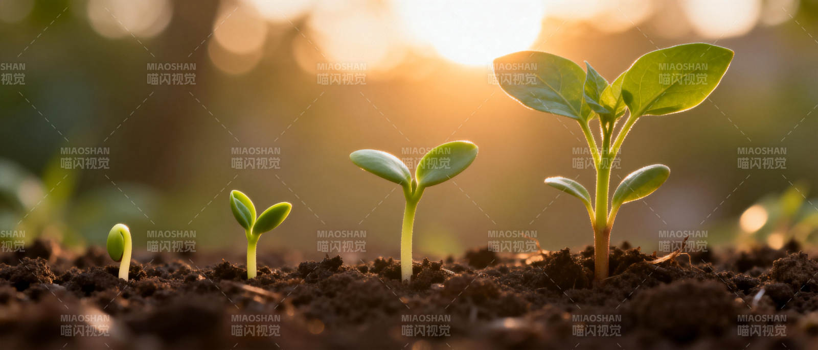 幼苗生长 阳光相伴图片