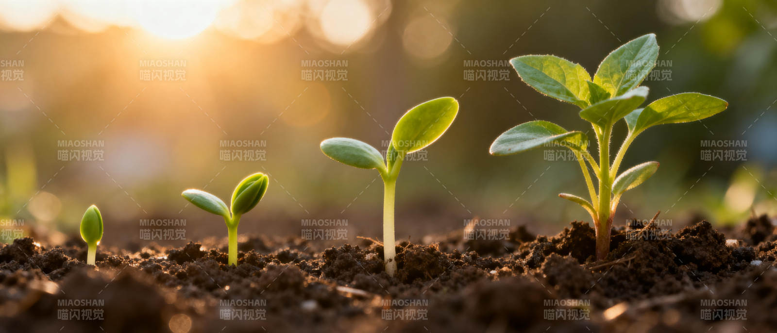 幼苗生长图图片