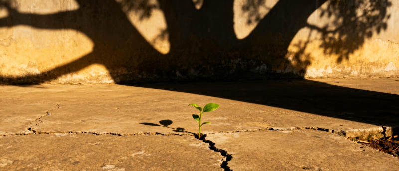 裂缝中的希望图片